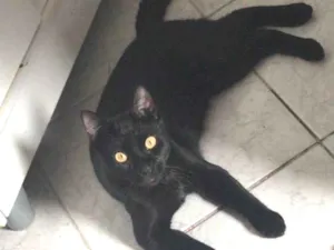 Gato raça SRD idade 1 ano nome Salen