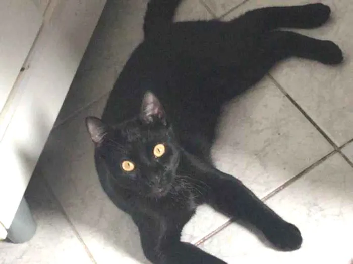 Gato ra a SRD idade 1 ano nome Salen