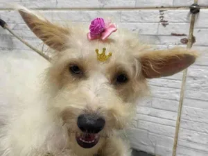 Cachorro raça SRD idade 7 a 11 meses nome Sissi