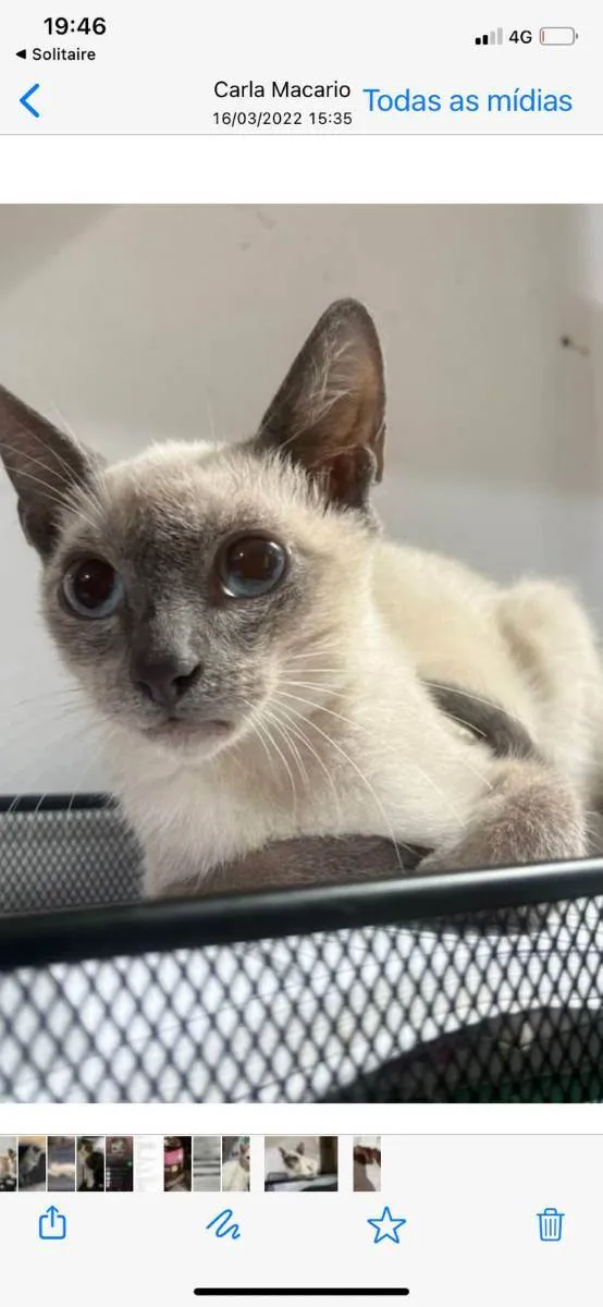 Gato ra a Mestiço siamês  idade 1 ano nome Kausberg 