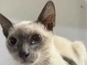 Gato raça Mestiço siamês  idade 1 ano nome Kausberg 
