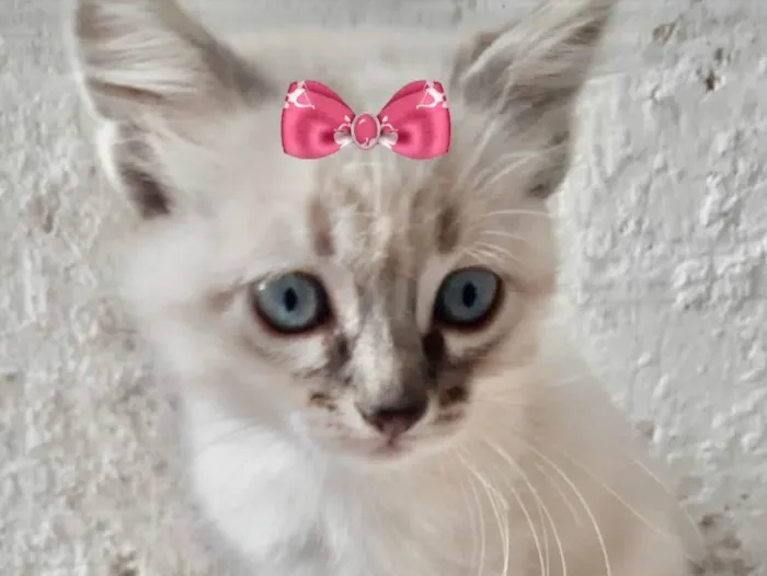 Gato ra a Mestiça  idade 2 a 6 meses nome Bia 
