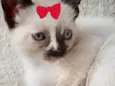Nina 