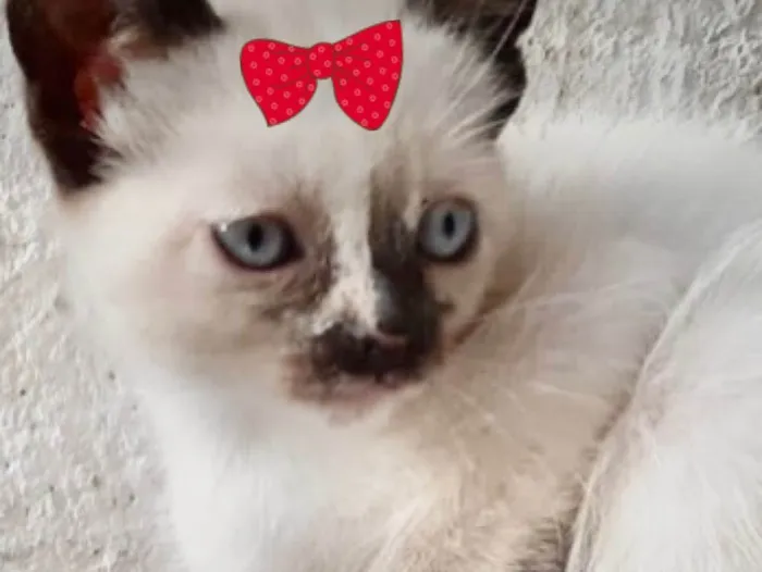 Gato ra a Mestiça  idade 2 a 6 meses nome Nina 