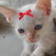 Júlia 