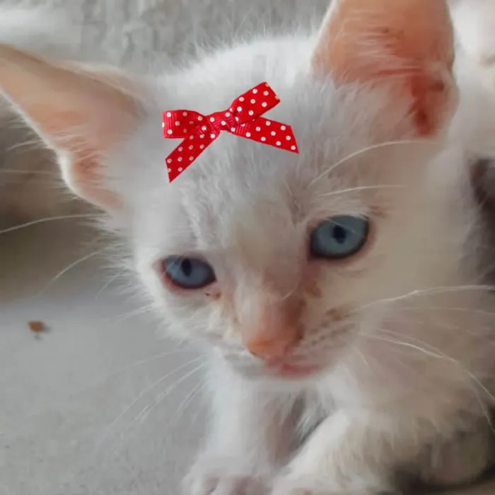 Gato ra a Mestiça  idade 2 a 6 meses nome Júlia 