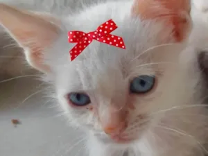 Gato raça Mestiça  idade 2 a 6 meses nome Júlia 