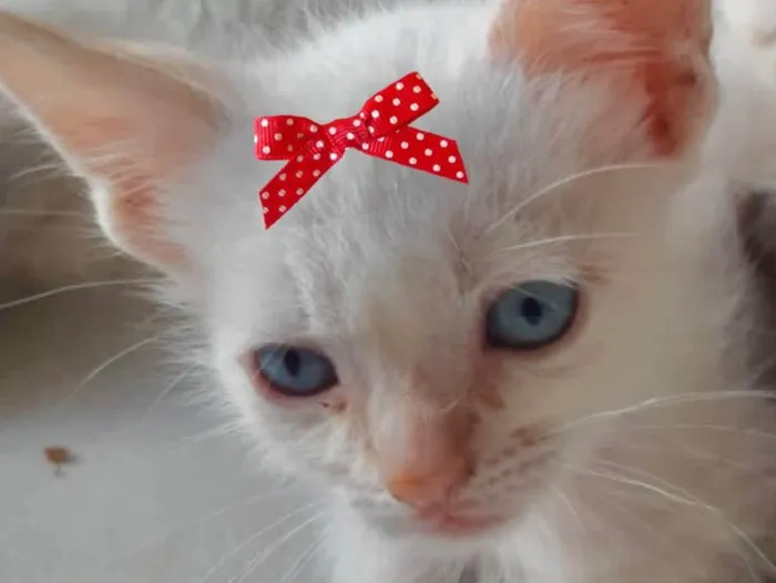 Gato ra a Mestiça  idade 2 a 6 meses nome Júlia 