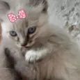 Kika 