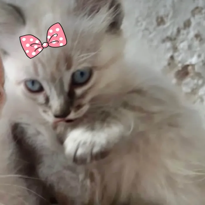 Gato ra a Mestiça  idade 2 a 6 meses nome Kika 