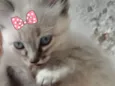 Kika 