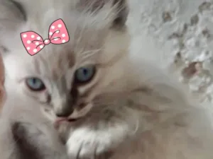 Gato raça Mestiça  idade 2 a 6 meses nome Kika 