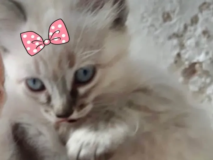 Gato ra a Mestiça  idade 2 a 6 meses nome Kika 