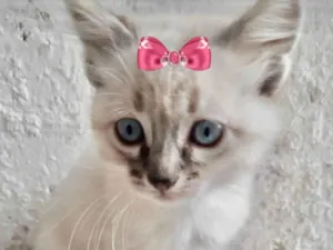 Gato raça Mestiça  idade 2 a 6 meses nome Bia 