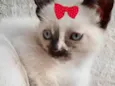 Nina 