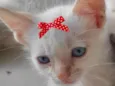 Júlia 