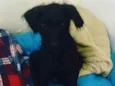 Bob