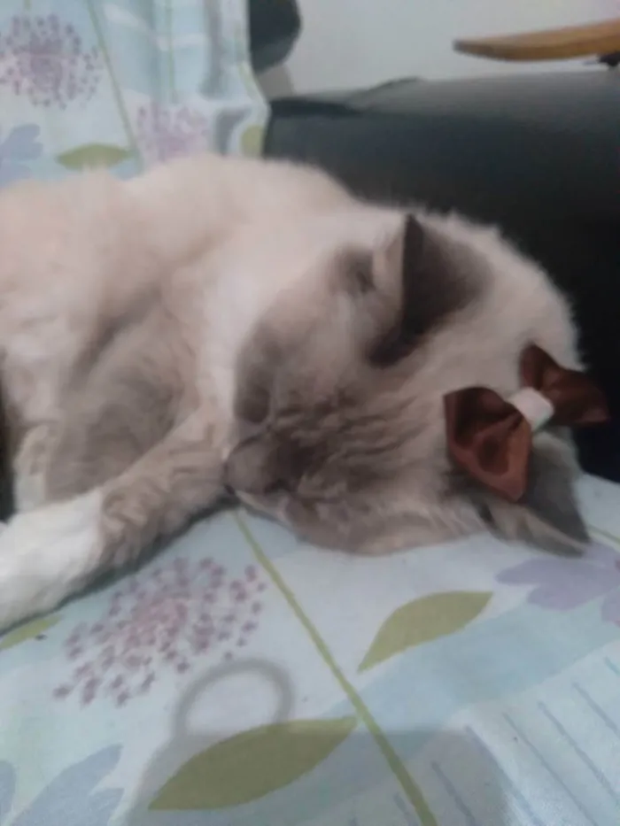 Gato ra a Ragdoll idade 1 ano nome Safhira