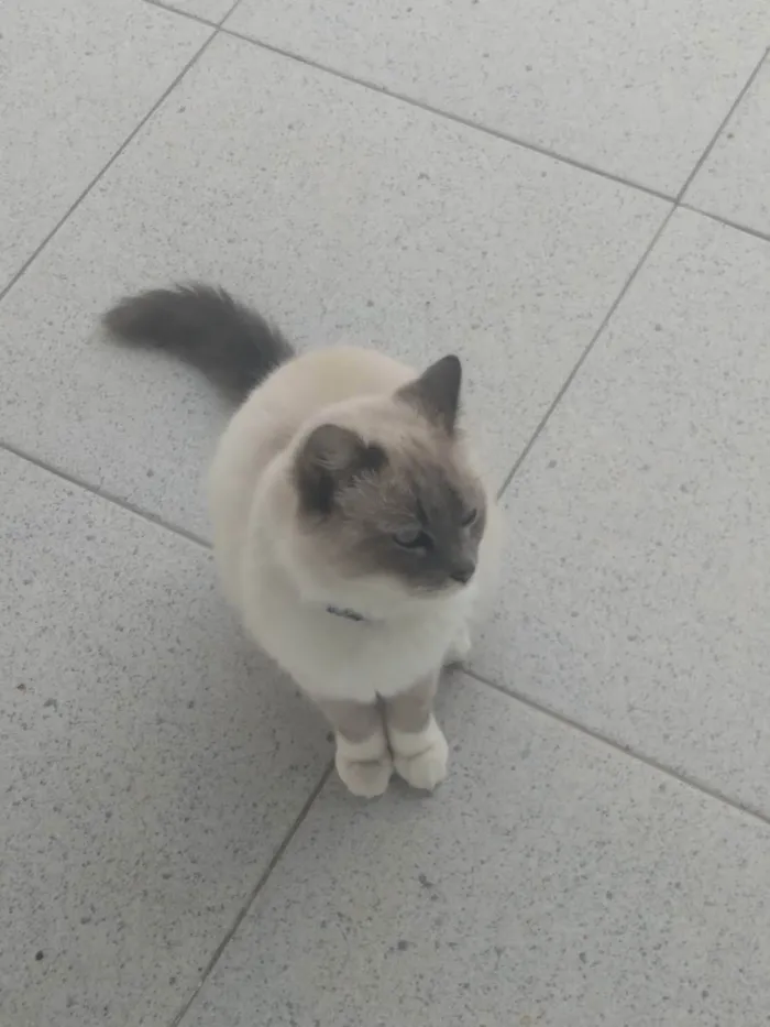 Gato ra a Ragdoll idade 1 ano nome Safhira