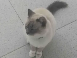 Gato raça Ragdoll idade 1 ano nome Safhira