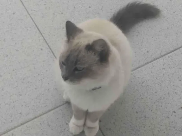 Gato ra a Ragdoll idade 1 ano nome Safhira