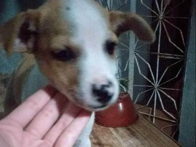 Cachorro raça Vira-lata idade 2 a 6 meses nome Filhote de Duquesa