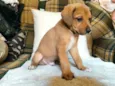 Scooby (filhote)