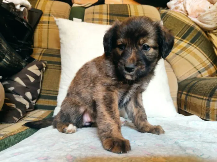 Cachorro raça SRD idade 2 a 6 meses nome Ursolete