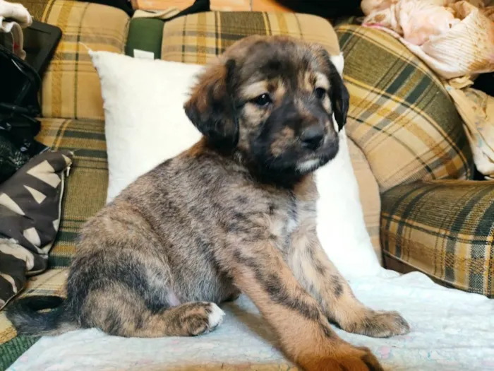 Cachorro raça SRD idade 2 a 6 meses nome Ursolina