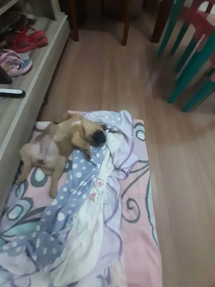 Cachorro raça Vira lata  idade 2 a 6 meses nome Pérola 