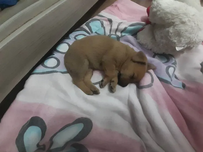 Cachorro raça Vira lata  idade 2 a 6 meses nome Pérola 