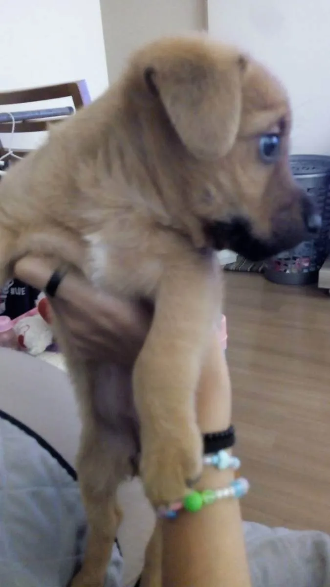 Cachorro raça Vira lata  idade 2 a 6 meses nome Pérola 