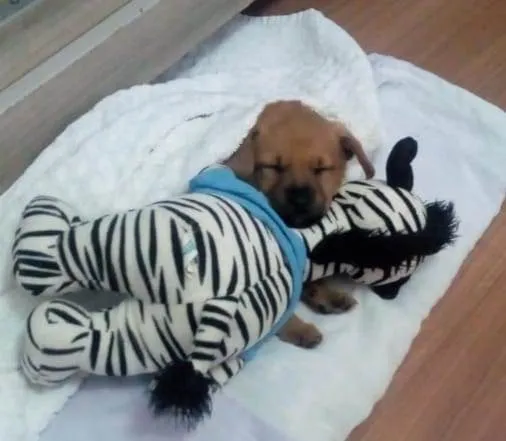 Cachorro raça Vira lata  idade 2 a 6 meses nome Pérola 
