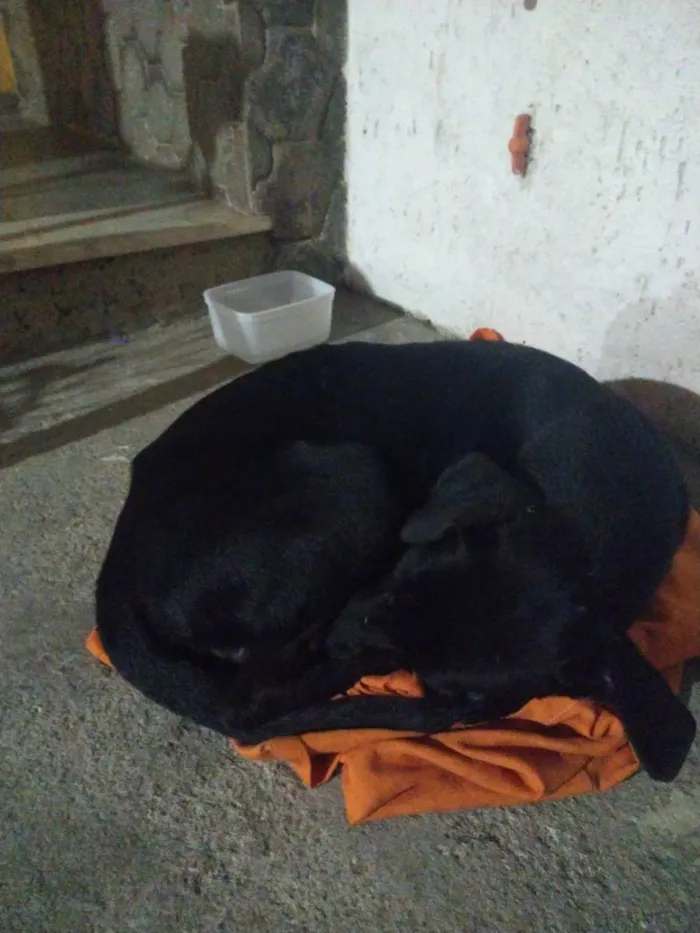 Cachorro ra a Vira lata idade 4 anos nome Não sei