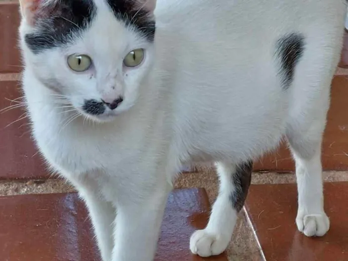 Gato ra a Indefinida idade 1 ano nome Clara