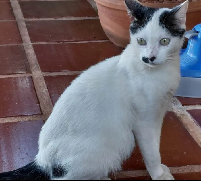 Gato ra a Indefinida idade 1 ano nome Clara