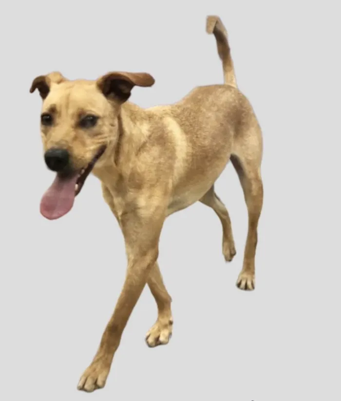 Cachorro raça Srd idade 1 ano nome Frederico 