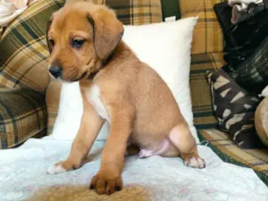 Cachorro raça SRD idade 2 a 6 meses nome Scooby (filhote)
