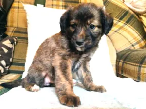 Cachorro raça SRD idade 2 a 6 meses nome Ursolete