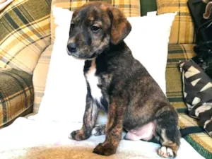 Cachorro raça Srd idade 2 a 6 meses nome Duky
