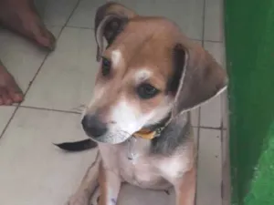 Cachorro raça Misto  idade 2 a 6 meses nome Spike