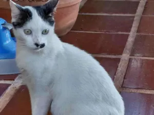 Gato raça Indefinida idade 1 ano nome Clara