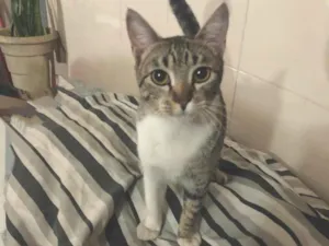 Gato raça Srd idade 7 a 11 meses nome Noah