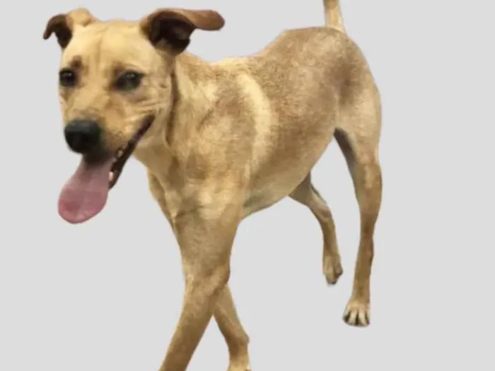 Cachorro raça Srd idade 1 ano nome Frederico 