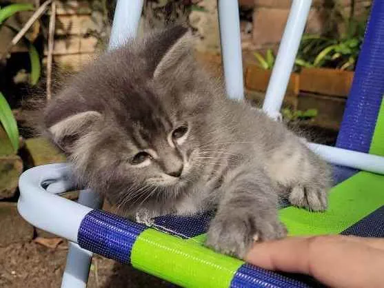 Gato ra a Sem raça definida idade 2 a 6 meses nome Fofinho