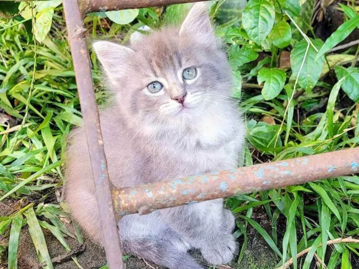 Gato ra a Sem raça definida idade 2 a 6 meses nome Fofinho