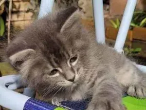 Gato raça Sem raça definida idade 2 a 6 meses nome Fofinho