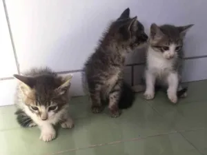 Gato raça  idade Abaixo de 2 meses nome Não possui ainda