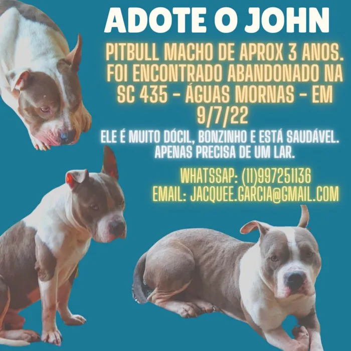 Cachorro ra a PITBULL idade 3 anos nome JOHN