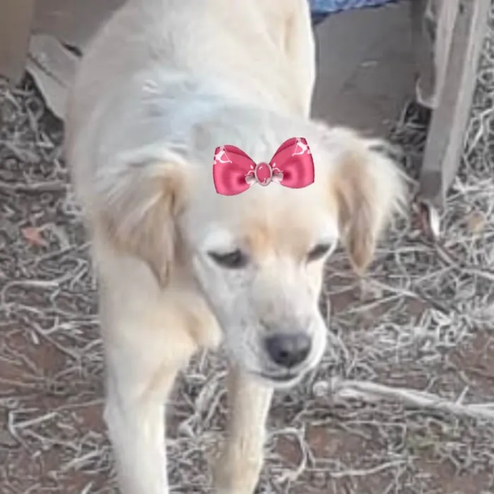 Cachorro ra a Mestiça  idade 2 a 6 meses nome Luna 
